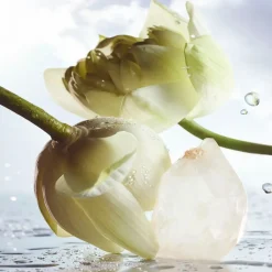 Bvlgari Parfums Frais><noscript><img width=