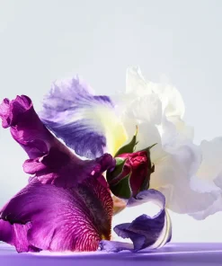 Bvlgari Parfums Floraux><noscript><img width=