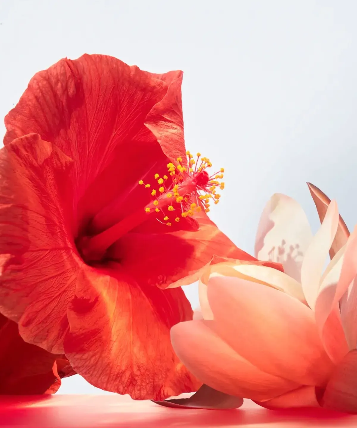 Bvlgari Parfums Floraux>Omnia Coral Eau de Toilette