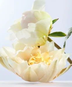 Bvlgari Parfums Floraux><noscript><img width=
