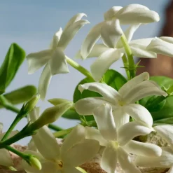 Dolce & Gabbana Parfums Épicés><noscript><img width=