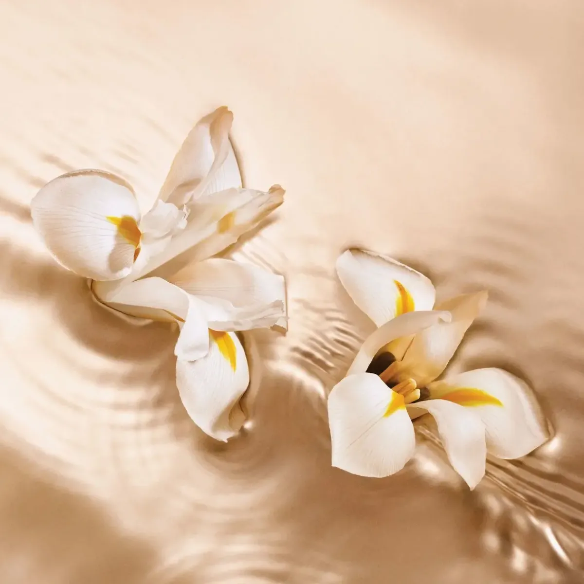 Jimmy Choo Parfums Floraux>Iris Crush Eau de Parfum