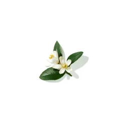 Lancôme Parfums Floraux><noscript><img width=